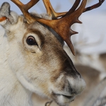 Researcher shines light on mystery of reindeer's changing eye colour at Christmas-themed Café Scientifique