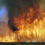 Australian bush fires will be amongst worst ever seen, disaster management expert predicts