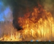 Australian bush fires will be amongst worst ever seen, disaster management expert predicts