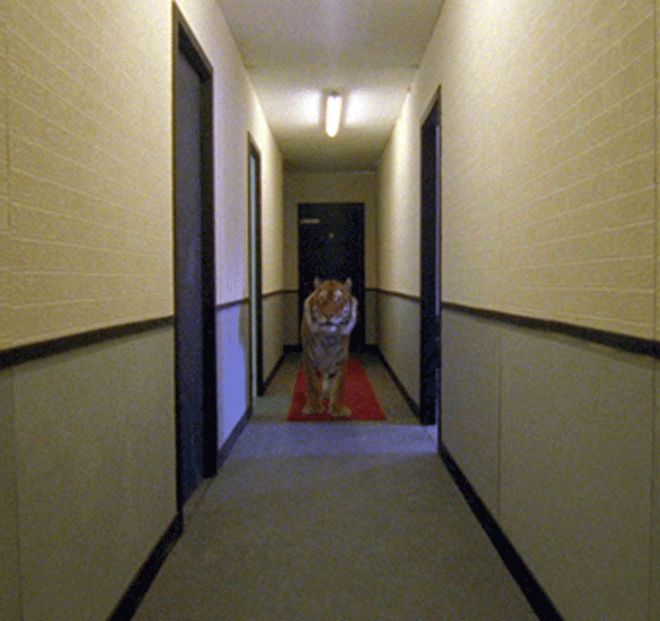 Ming the Tiger in a New York apartment corridor