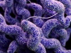 Kingston University study reveals how food poisoning bacteria Campylobacter uses other organisms as Trojan horse to infect new hosts