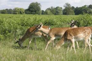 Deer graze in Bushy Park