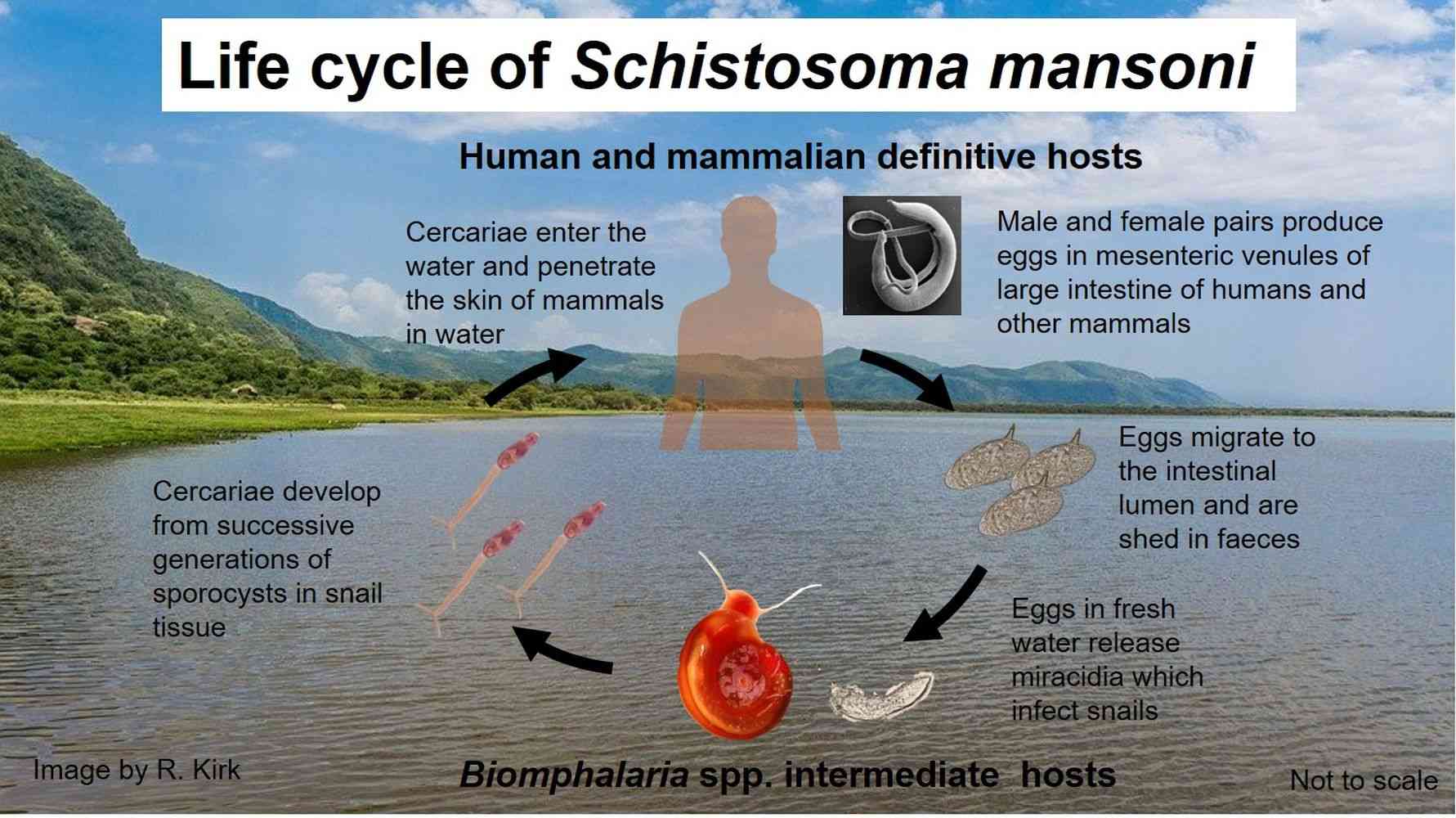 Life cycle of Schistosoma mansoni - an agent of human schistosomiasis - Human schistosomiasis is an acute and chronic disease that affects over 200 million people, prevalent in tropical and subtropical areas of the world.
