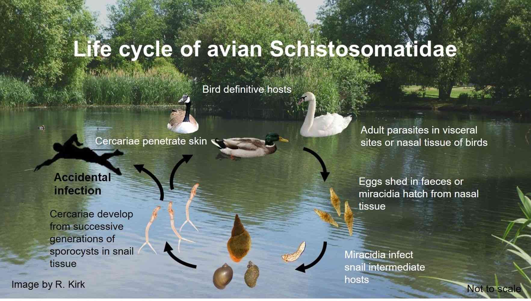 Life cycle of avian Schistosomatidae parasites - Avian schistosomatid parasites cause pathology in a variety of birds and are agents of human cercarial dermatitis.