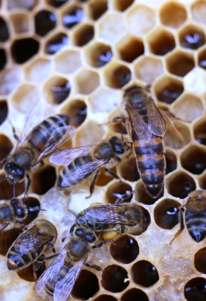 Through the project the team is hoping to better understand the impact pollution is having on bees within the hive,