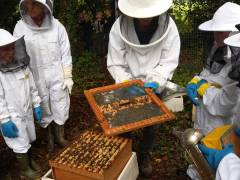 Experts explore how new technologies can address role of environmental pollution in decline of honeybees in project funded by BIG South London 