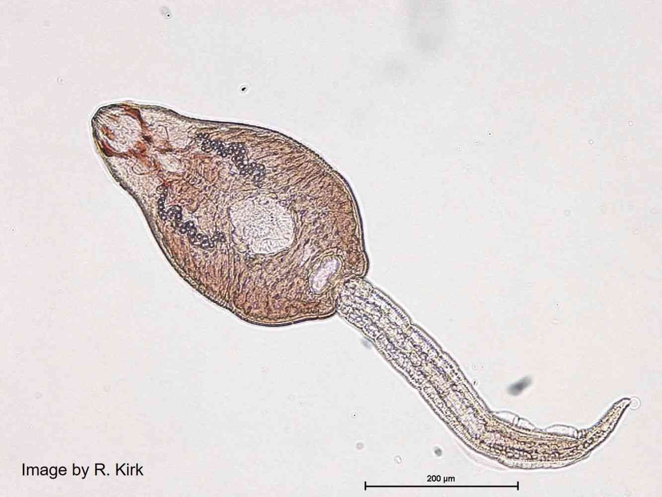Cercaria of Echinostoma revolutum, an echinostome parasite - Echinostoma revolutum is distributed worldwide, but only causes disease when raw or undercooked second intermediate hosts (e.g. fish, molluscs, frogs) are traditionally eaten as in E and SE Asia.