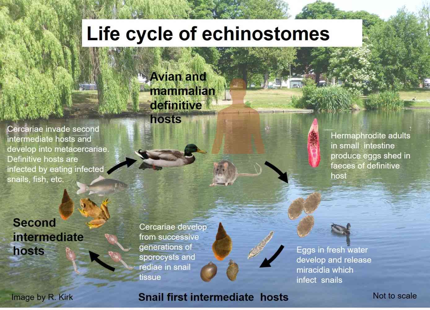 Life cycle of echinostomes - Many types of echinostome parasites  cause a gastrointestinal disease known as echinostomiasis. People can be infected when they eat infected raw or undercooked aquatic products like fish or molluscs.