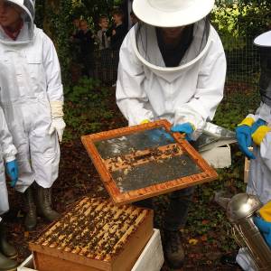 Experts explore how new technologies can address role of environmental pollution in decline of honeybees in project funded by BIG South London 