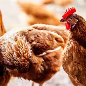 Impact of bird flu is a potential risk to UK economy and could cause impact on Christmas food supply, Kingston University microbiology expert says