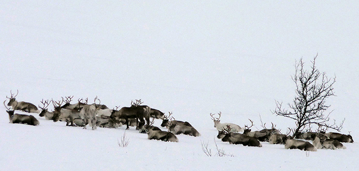 The eyes of reindeer living in the Arctic circle change from gold to blue depending on the season.