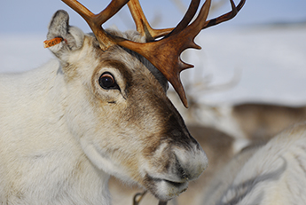 Reindeers' eyes have adapted to the harshness of their natural habitat.