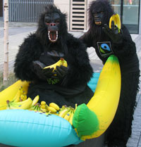 Gorillas give out fruit for the record attempt. 