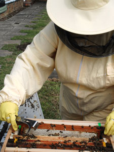 Tina Corr, from the School of Education, who will look after the University’s new bee hives.