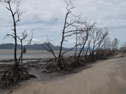 Winds from Cylone Yasi completely stripped a line of trees on the shore at Cardwell when they whipped across the North Queensland coastline. 